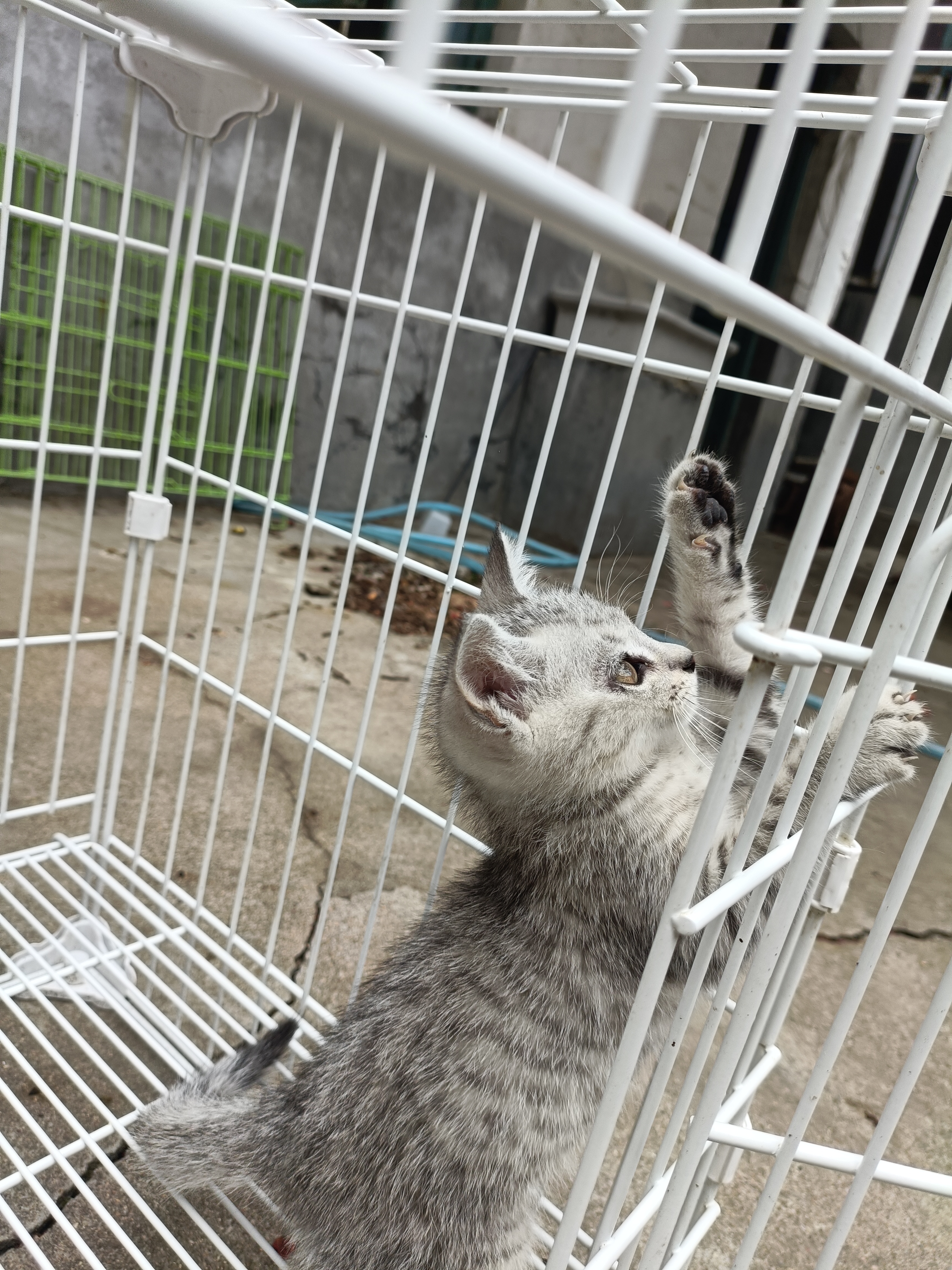 短毛虎斑